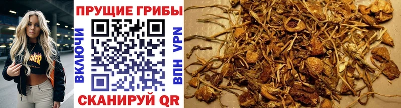 Купить Бабушкин Галлюциногенные грибы GOLDEN TEACHER